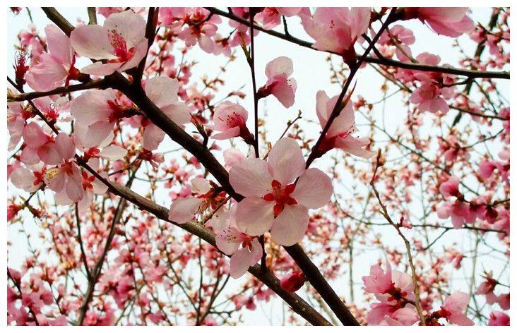 学八字神煞咸池桃花