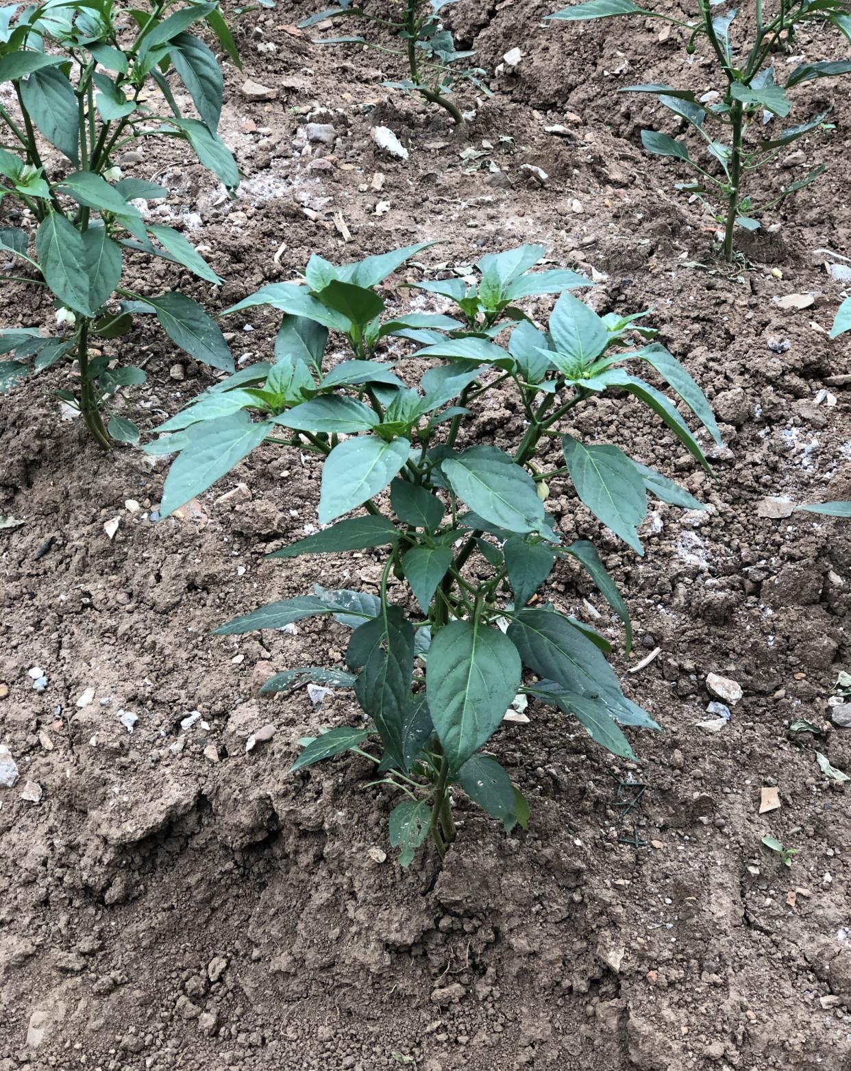 现在辣椒生长的非常好了想要辣椒开花结果多就注意这些细节