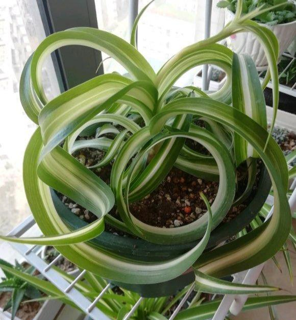 吊兰真霸气,比绿萝家族多,个个爱疯长,五颜六色都不缺|珍珠|吊兰|绿萝