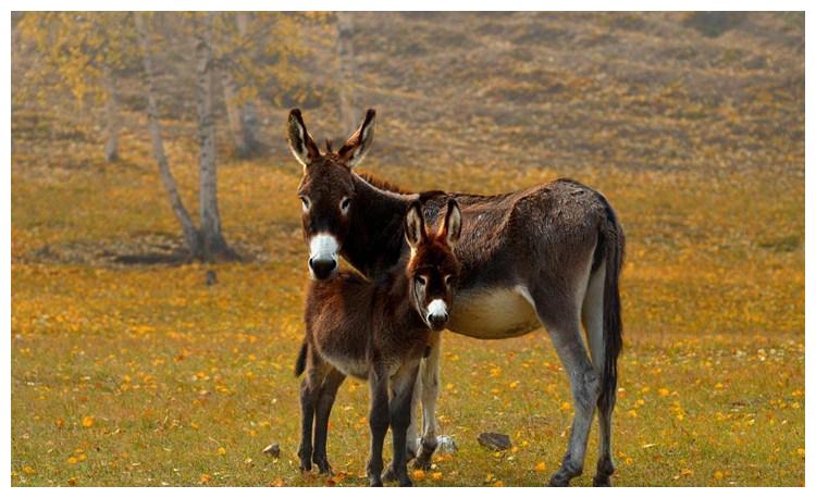 一对毛驴母子.
