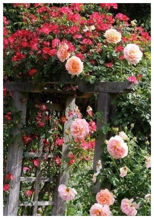 星座天眼 2月21日 周一 十二星座运势雨过天晴