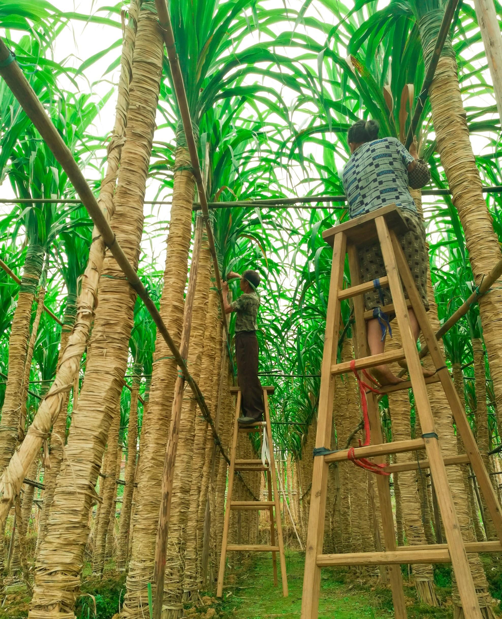 用甘蔗原生叶裹着生长,能长5米高,火遍网络的木格白玉蔗