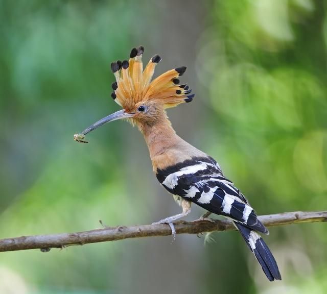 戴胜(鸟类)头顶羽冠长而阔,呈扇形,网友:好漂亮啊_高清图集_新浪网