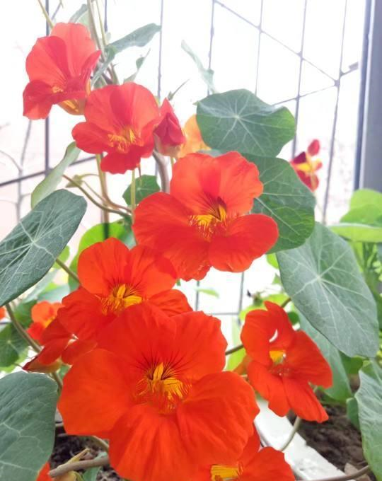 一盆旱金莲 爬两米高 花红叶绿垂吊吊 轻松开成花窗帘