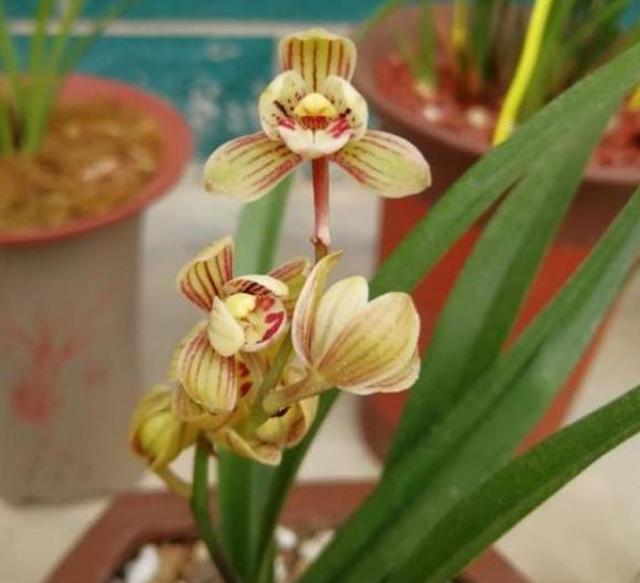 适合新手养的兰花 开花勤快 香味浓郁 花型可爱 适合新手养的兰花 开花勤快 香味浓郁 花型可爱