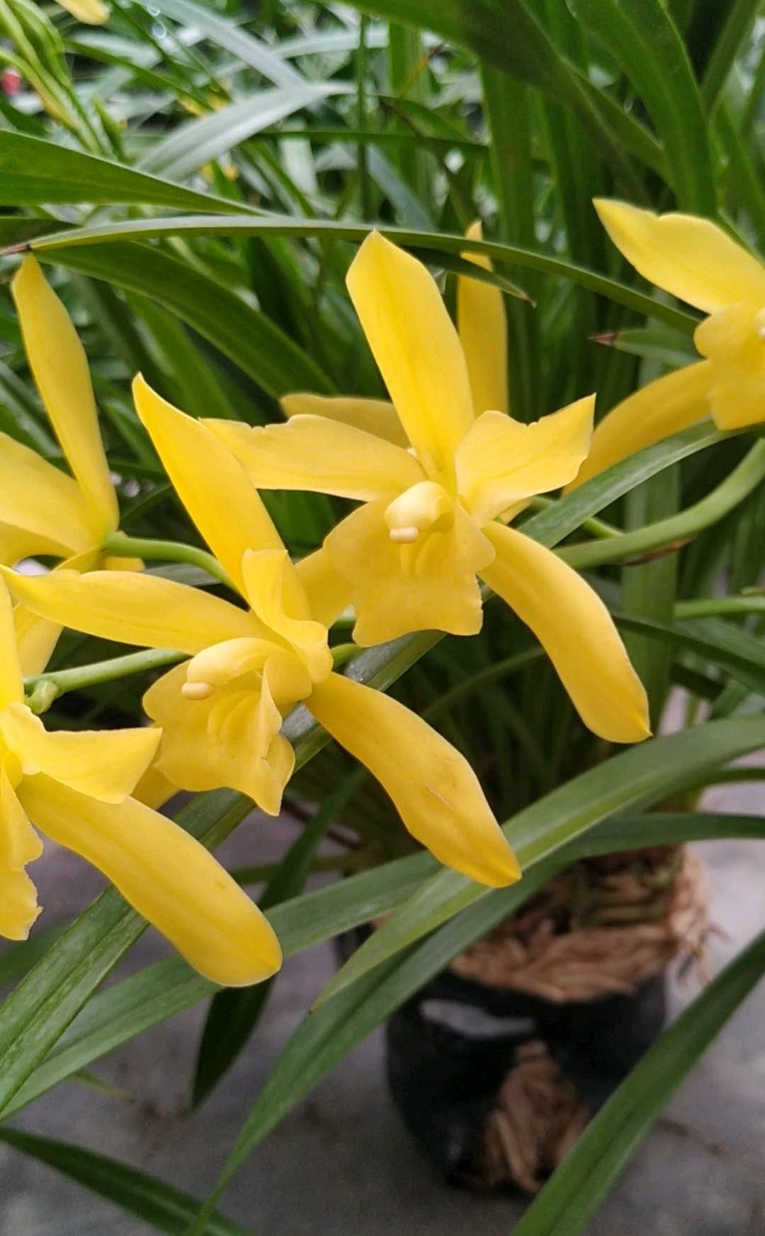 最适合新手养的兰花 好养易成活 开花勤快 香气四溢 还很便宜