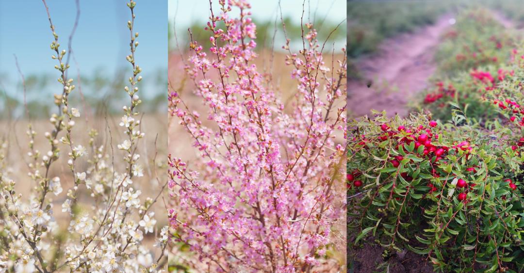 皇家贡果,欧李来了!