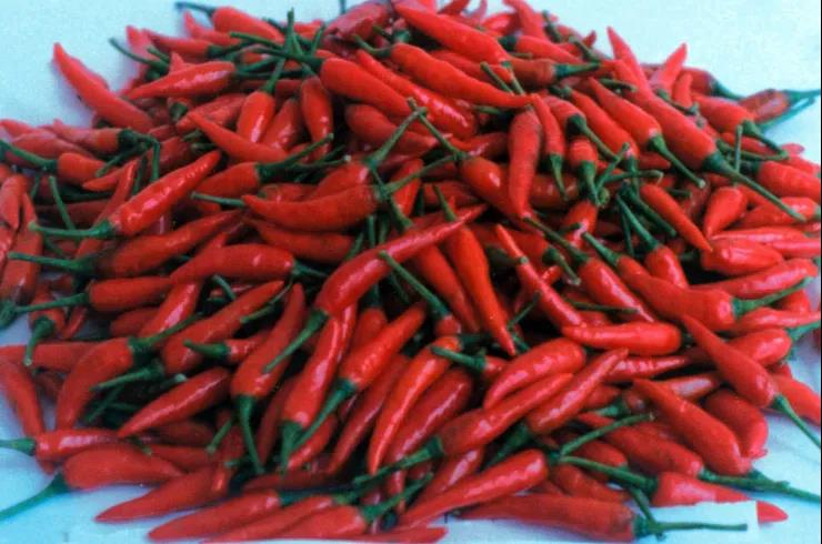 "天等指天椒"是天等县名优特产,新鲜辣椒颜色鲜红,表面油亮光泽,口感