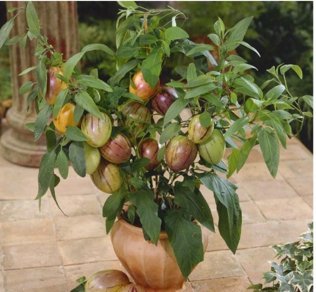 爷爷盆栽人参果1根枝条插盆里8月就结果全家人抢着吃