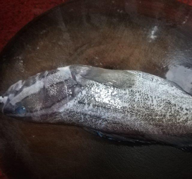 清蒸油斑鱼,营养丰富,鲜美不腥