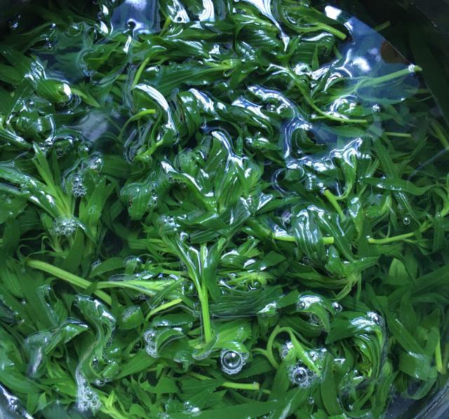 油泼扫帚菜芽,夏日野菜,爽口极了