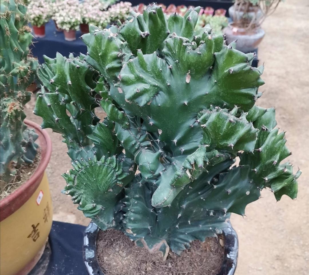 家中养盆"玉麒麟",美观大方,还能招财_高清图集_新浪网