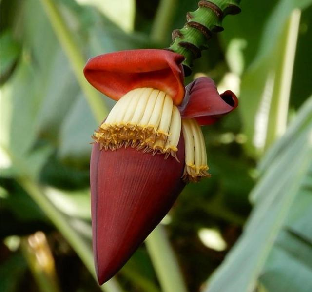 朋友亲自下厨,做了一道菜让全场愣住,没想到这东西居然还能吃的休闲区蓝鸢梦想 - Www.slyday.coM 朋友亲自下厨,做了一道菜让全场愣住,没想到这东西居然还能吃的休闲区蓝鸢梦想 - Www.slyday.coM