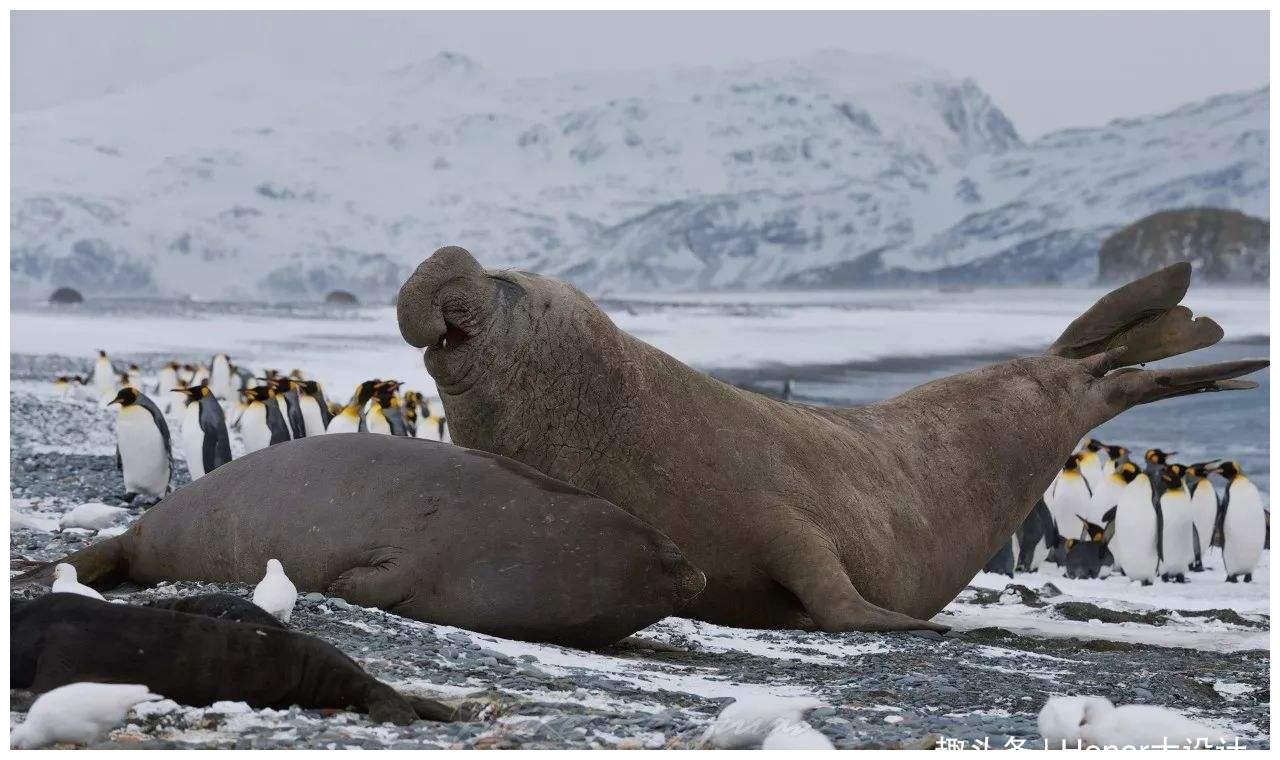 生活在南极的3种动物南极贼鸥上榜如今危在旦夕