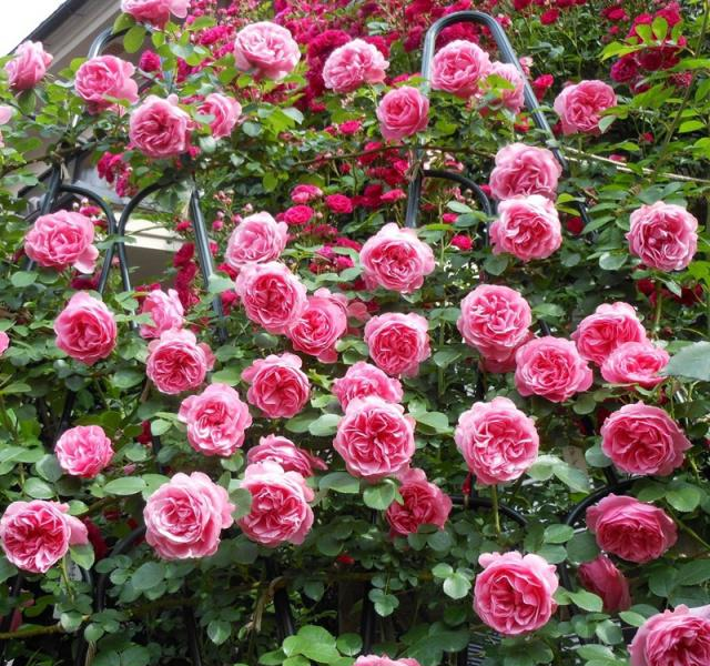 3种花,扔土里就活,1年开出花瀑布,栽种在小院里真的好美!休闲区蓝鸢梦想 - Www.slyday.coM 3种花,扔土里就活,1年开出花瀑布,栽种在小院里真的好美!休闲区蓝鸢梦想 - Www.slyday.coM