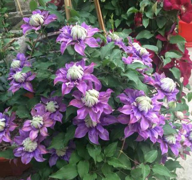 3种花,扔土里就活,1年开出花瀑布,栽种在小院里真的好美!休闲区蓝鸢梦想 - Www.slyday.coM 3种花,扔土里就活,1年开出花瀑布,栽种在小院里真的好美!休闲区蓝鸢梦想 - Www.slyday.coM