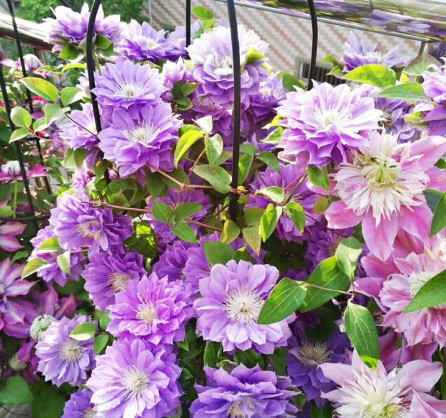 3种花,扔土里就活,1年开出花瀑布,栽种在小院里真的好美!休闲区蓝鸢梦想 - Www.slyday.coM 3种花,扔土里就活,1年开出花瀑布,栽种在小院里真的好美!休闲区蓝鸢梦想 - Www.slyday.coM