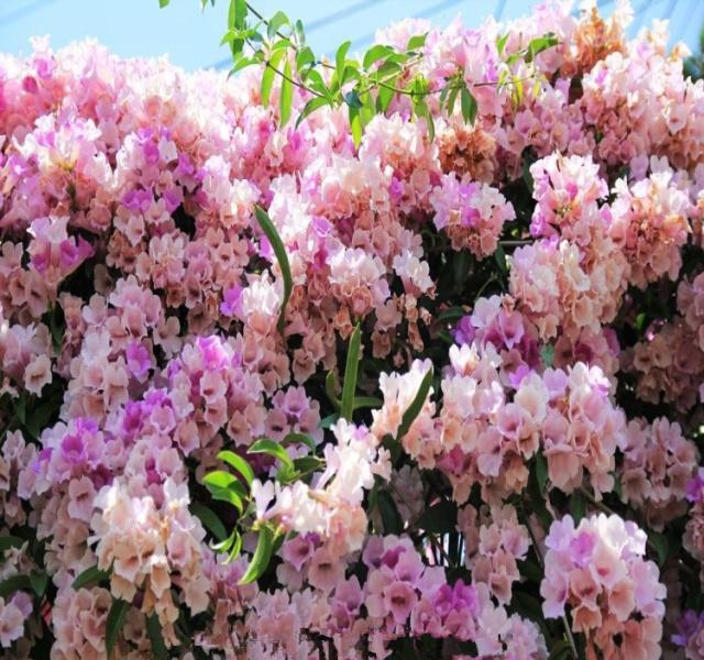 3种花,扔土里就活,1年开出花瀑布,栽种在小院里真的好美!休闲区蓝鸢梦想 - Www.slyday.coM 3种花,扔土里就活,1年开出花瀑布,栽种在小院里真的好美!休闲区蓝鸢梦想 - Www.slyday.coM