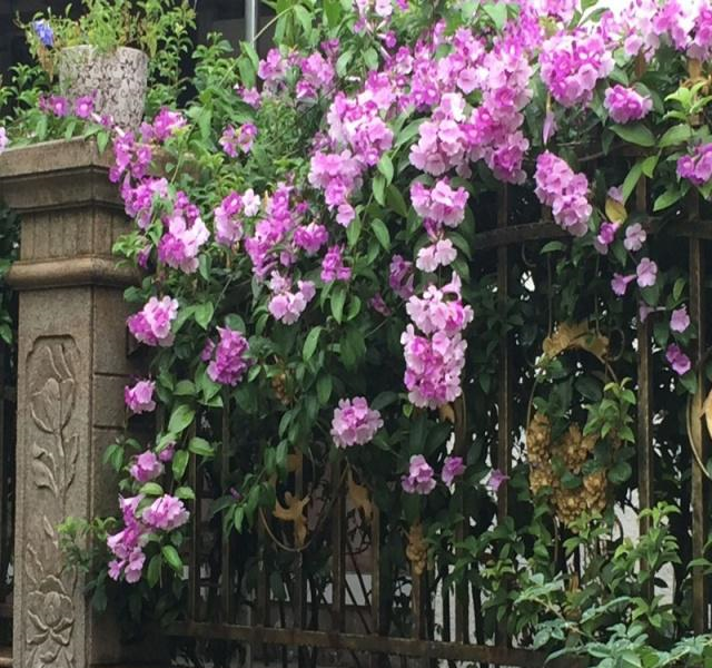 3种花,扔土里就活,1年开出花瀑布,栽种在小院里真的好美!休闲区蓝鸢梦想 - Www.slyday.coM 3种花,扔土里就活,1年开出花瀑布,栽种在小院里真的好美!休闲区蓝鸢梦想 - Www.slyday.coM