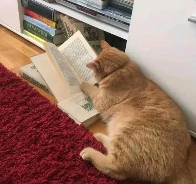 05 猫咪喜欢看书学习.