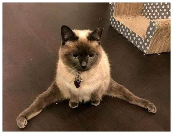 一只猫过得“幸福”,从这些方面可以看出来!休闲区蓝鸢梦想 - Www.slyday.coM 一只猫过得“幸福”,从这些方面可以看出来!休闲区蓝鸢梦想 - Www.slyday.coM