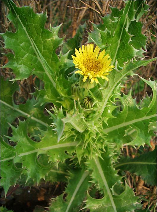 路边一野草人称续断菊经常吃一点能清洗血管远离血栓