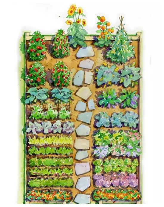 有个花园不如种菜,菜能吃,花园也美,很棒的!