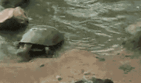 神回复：假如你女朋友发烧40度，你王者荣耀晋级赛刚开，怎么办？休闲区蓝鸢梦想 - Www.slyday.coM