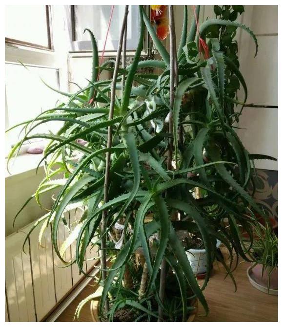 10年芦荟老桩,枝干"胳膊粗",做成"盆景"价值高!