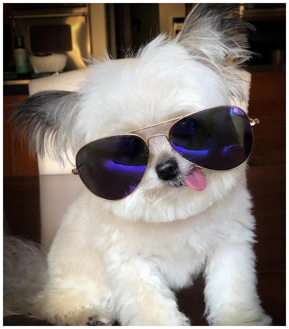 网红狗因吐舌微笑圈粉无数,坎坷狗生超励志,网友