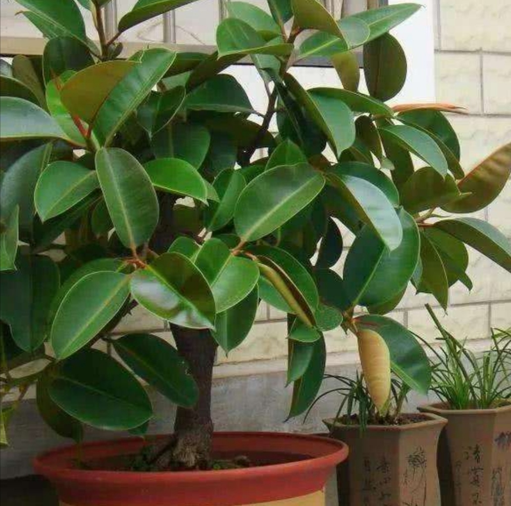 室内养盆橡皮树美观又大方叶子还能吸附粉尘净化空气