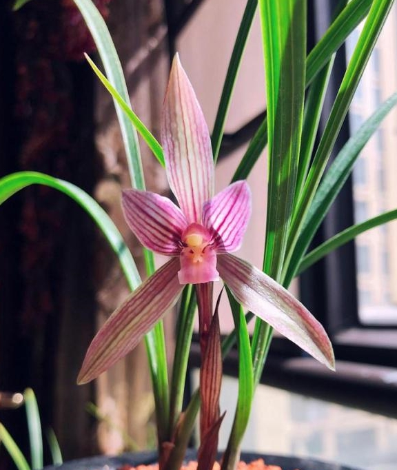 6月兰花新芽细弱3原因导致及时出手兰花新芽壮开花棒