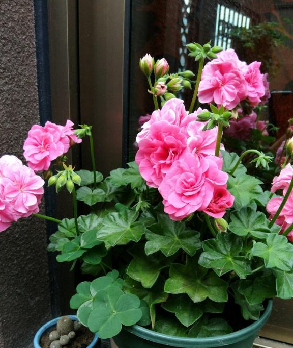 天竺葵盛花期抓住4要点呼呼爆花超带劲花开一茬接一茬