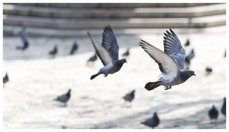 研究表明:鸽子飞行转弯主要用身体而非翅膀