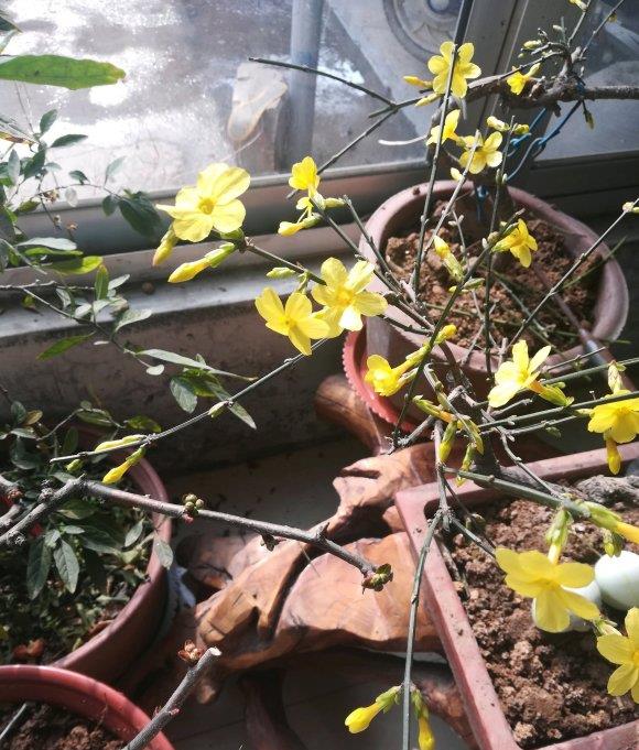 扦插迎春花,路边掐个枝,插在水瓶里,15天生根,开出小黄花