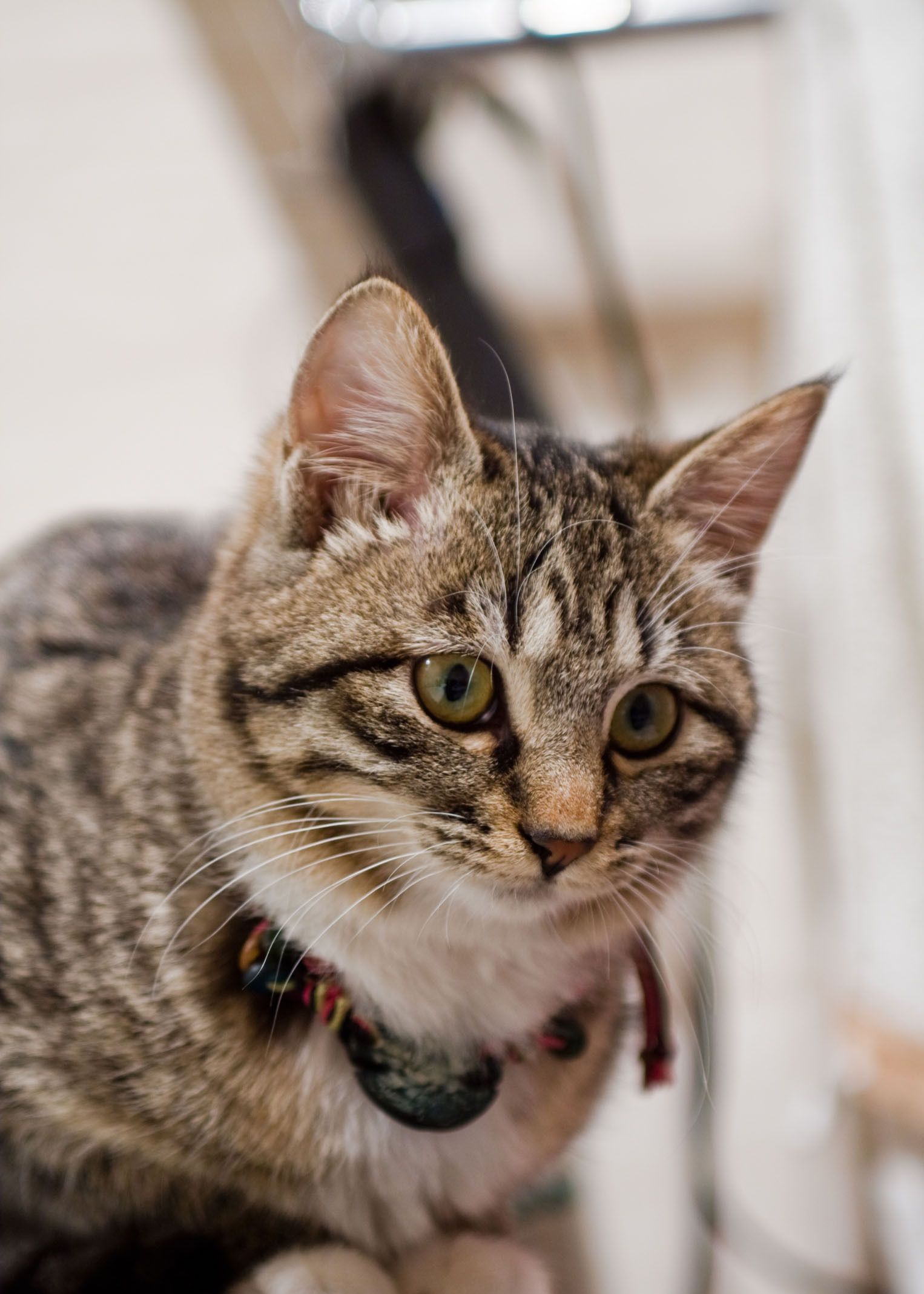 小猫咪温柔易满足,感情丰富