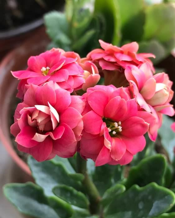 8款高颜值长寿花花朵漂亮开花多多新手也能养爆盆