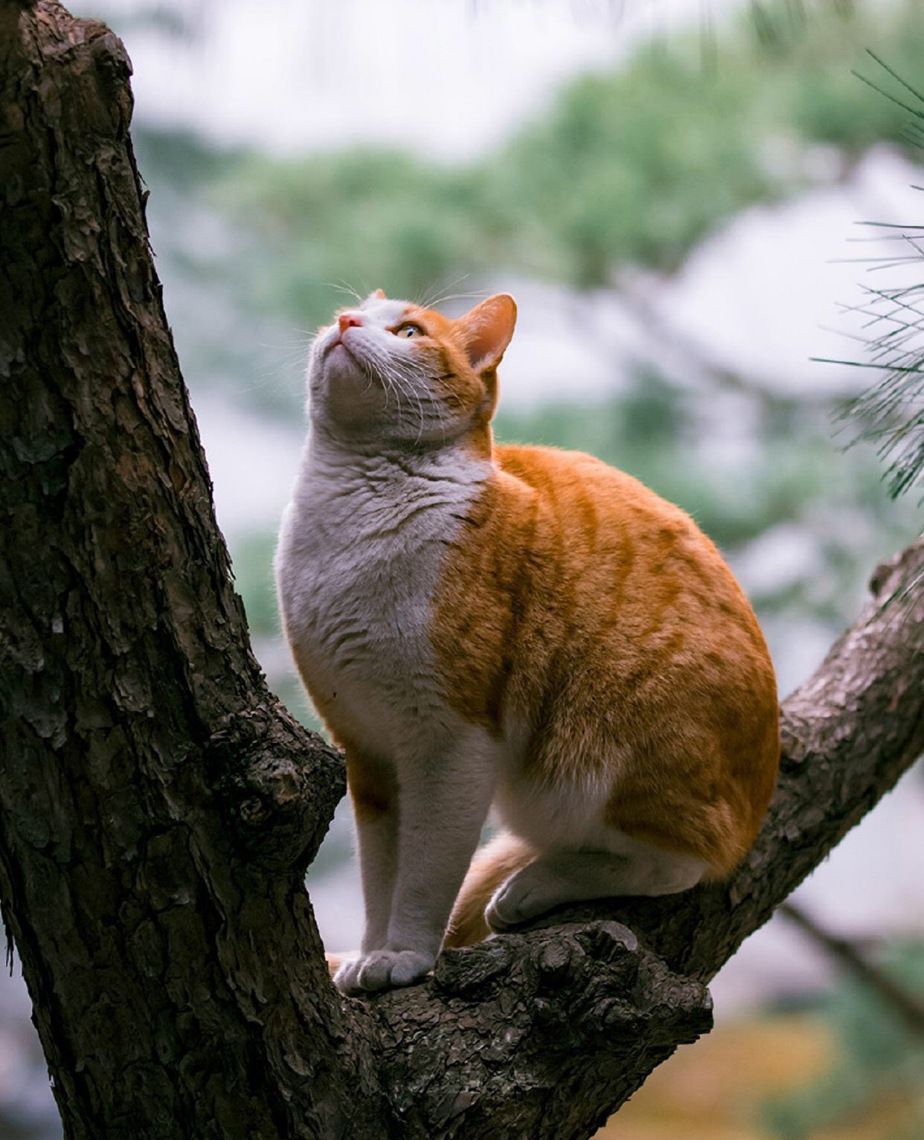 可爱橘猫唯美街拍摄影高清作品分享