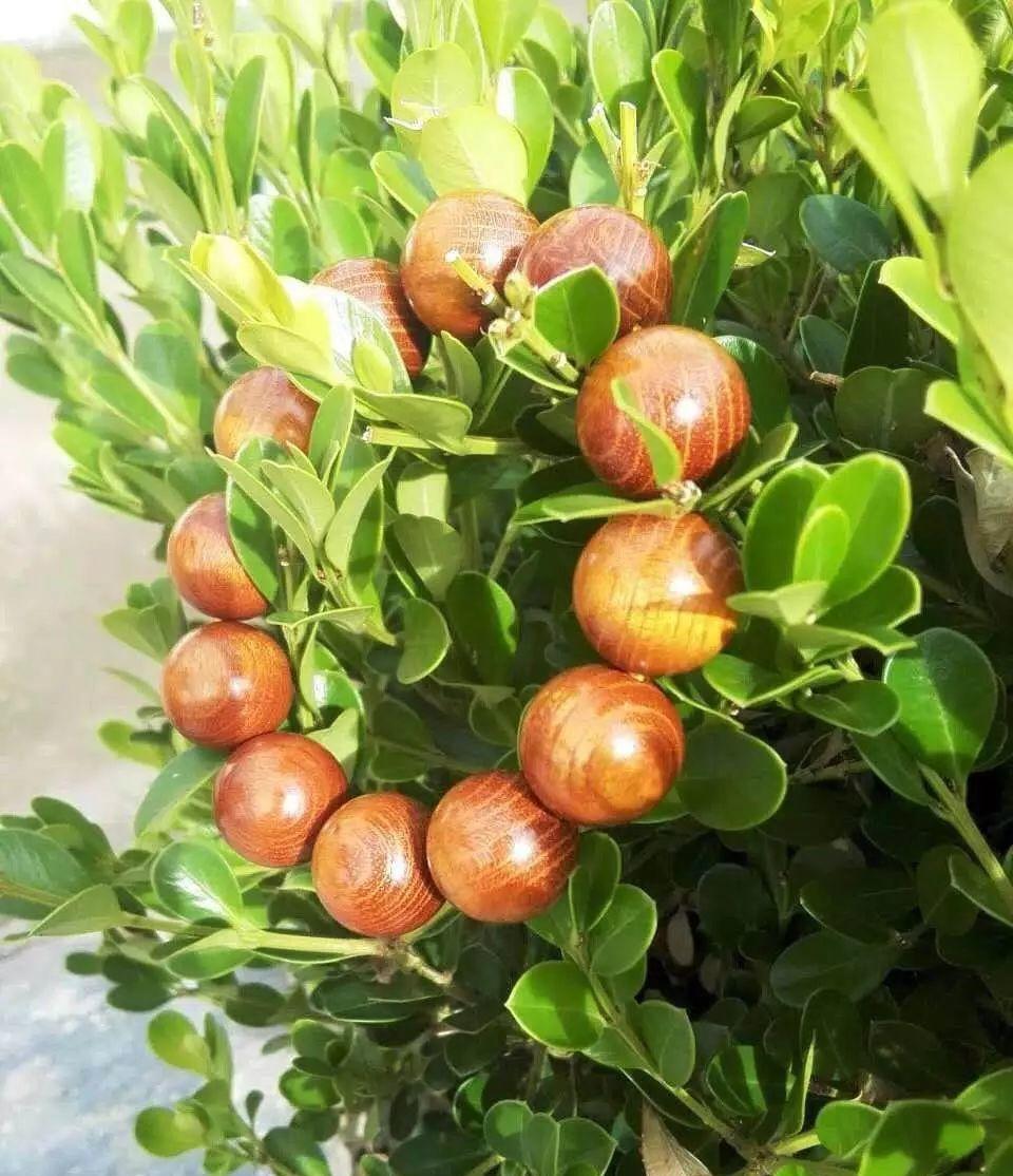 南檀北柘,农村的"黄金木",车一串珠子几万块,农民当柴火烧_高清图集