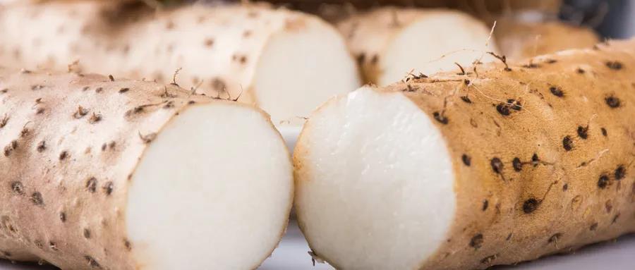 金田淮山,长在地下的好味道