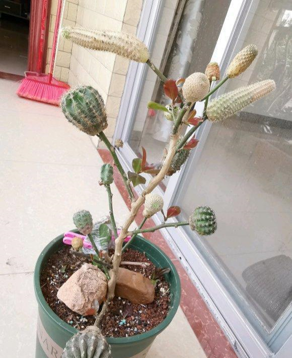 叶仙嫁接仙人球,一次嫁接15个,嫁得好,长得快,开花很惊艳