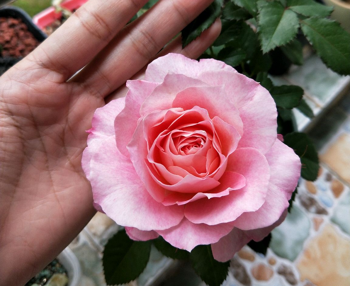 海神王月季怎么做到一棵枝条开出35个花苞?