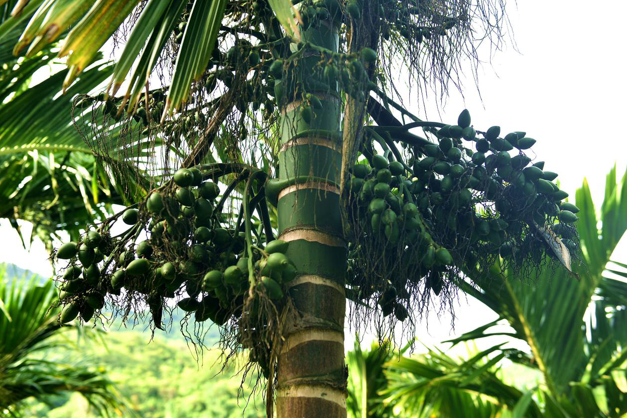 小小青果横跨上千年,一文探寻中国槟榔的前世今生