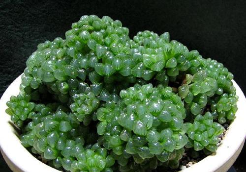 秋冬养多肉玉露,了解掌握4个要点,生长旺繁殖快,叶子晶莹剔透