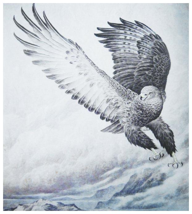 大鹏展翅恨天低