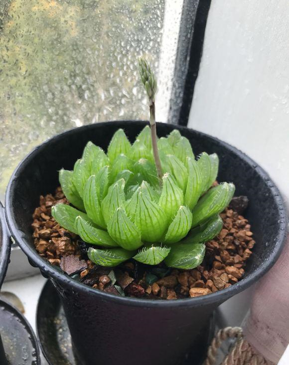 玉露这种植物它可是会开花的,如果我们养的玉露开花的话,为了增加它的