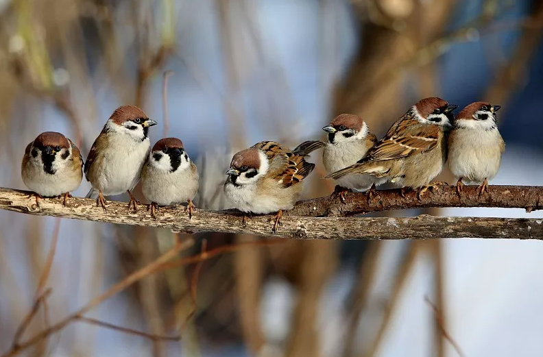 建议一:麻雀定律