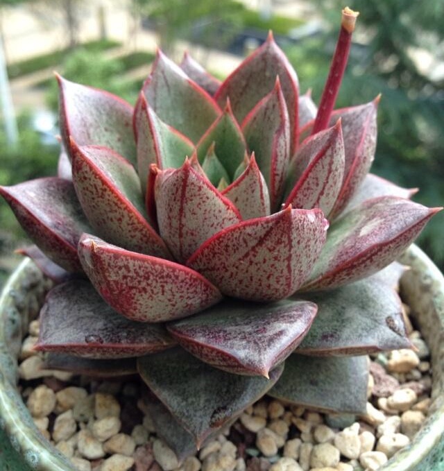 怎么才能把低调奢华的大和锦养出锦,养开花?多肉达人来教你!