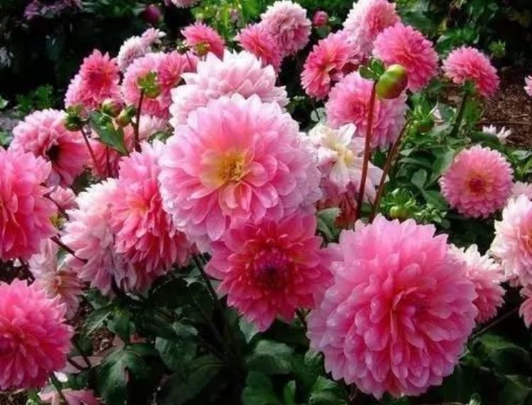 4种花全年都开花，养在阳台特合适，花色繁多易爆盆，娇艳欲滴
