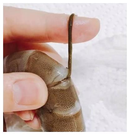 虾头到底能不能吃里面是黄还是屎现在知道不晚